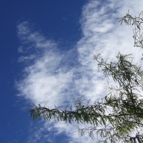 Branches, sky and clouds